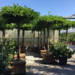 Blauwe Regen Als Dakboom (Wisteria Chinensis 'Blue Sapphire')