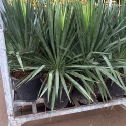 Palmlelie (Yucca Gloriosa) -Aanbiedingen Tuin Vitaal Winkel yucca 1