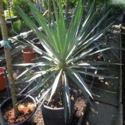 Palmlelie (Yucca Gloriosa) -Aanbiedingen Tuin Vitaal Winkel yucca gloriosa 100 125 c50 1