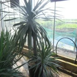 Palmlelie (Yucca Gloriosa) -Aanbiedingen Tuin Vitaal Winkel yucca gloriosa 100stam c50