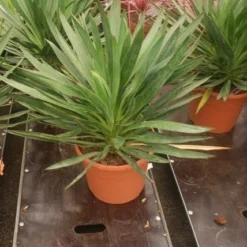 Palmlelie (Yucca Gloriosa) -Aanbiedingen Tuin Vitaal Winkel yucca gloriosa 2