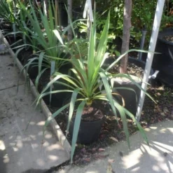 Palmlelie (Yucca Gloriosa) -Aanbiedingen Tuin Vitaal Winkel yucca gloriosa c7 10