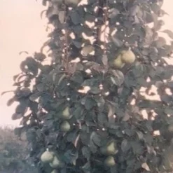 Zuil-peer (Pyrus Communis 'Obelisk') 5 Zuil-peer (Pyrus Communis 'Obelisk') -Aanbiedingen Tuin Vitaal Winkel zuil peer pyrus communis obelisk pyrus communis obelisk c8d 2