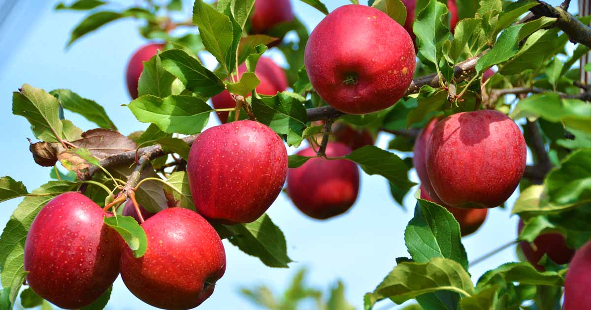 Aanbiedingen Tuin Vitaal Winkel -Aanbiedingen Tuin Vitaal Winkel Apple Tree Growing Guides Tips and Information FB