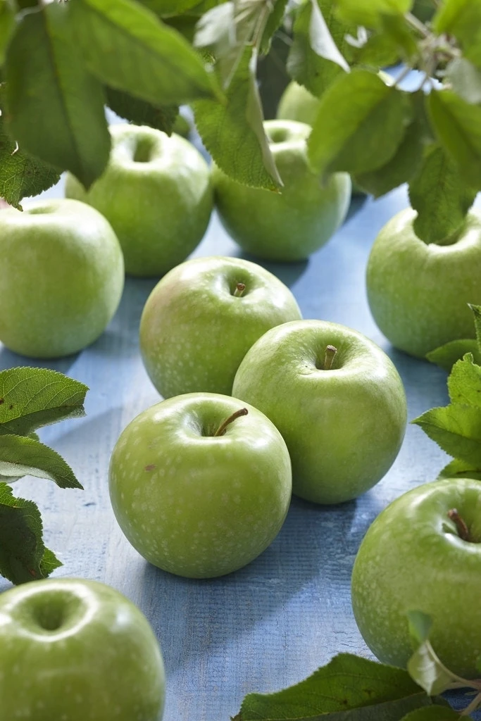 Aanbiedingen Tuin Vitaal Winkel 33 Aanbiedingen Tuin Vitaal Winkel -Aanbiedingen Tuin Vitaal Winkel malus domestica granny smith 1 1